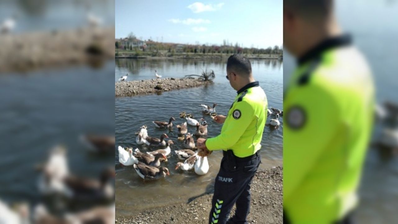 Kızılırmak nehrinde aç kalan kazları polis besledi