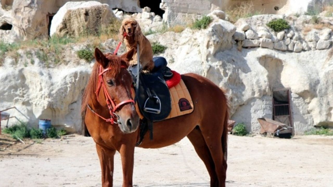 Köpeğin at üzerinde Kapadokya keyfi