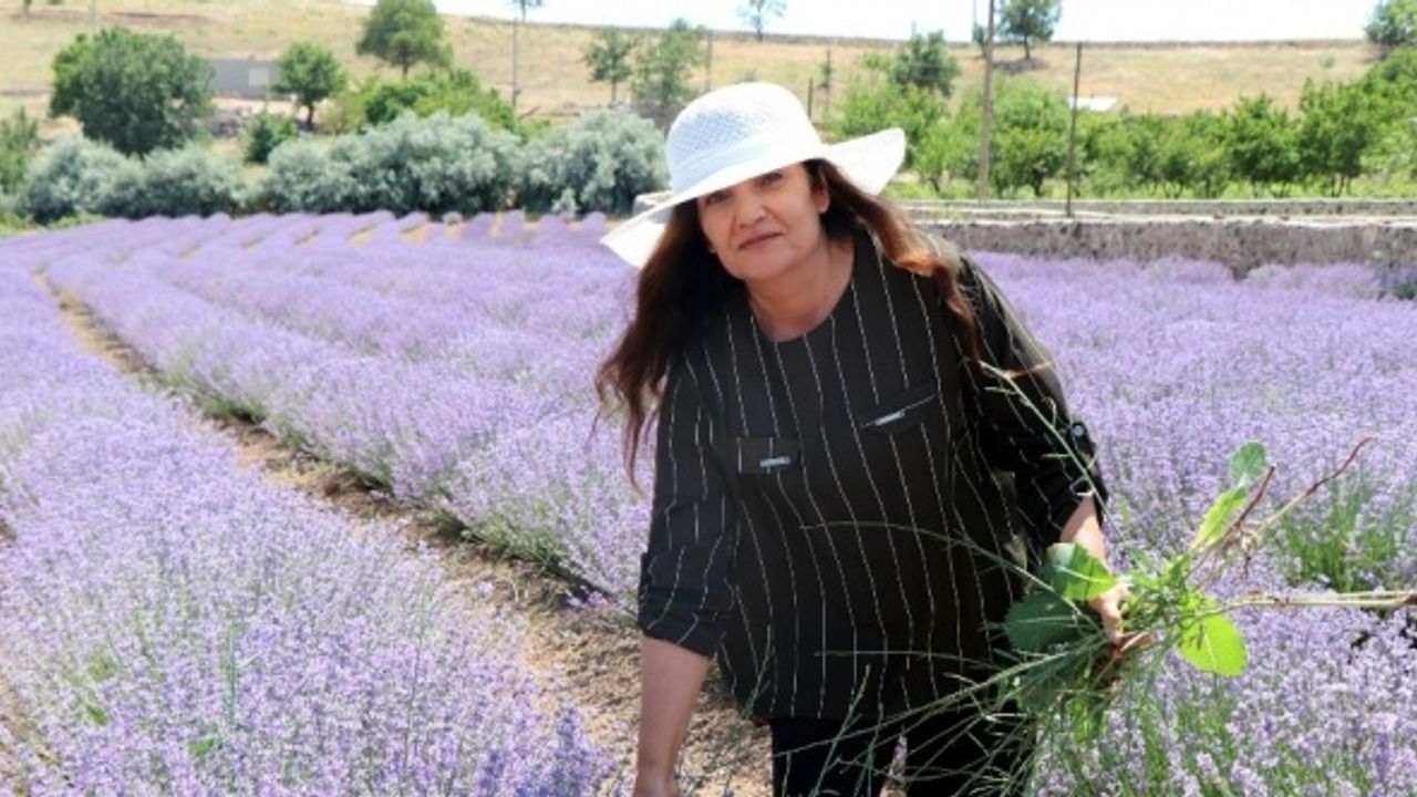 56 yaşındaki kadın önce hayalini kurdu, sonra lavanta bahçesini oluşturdu