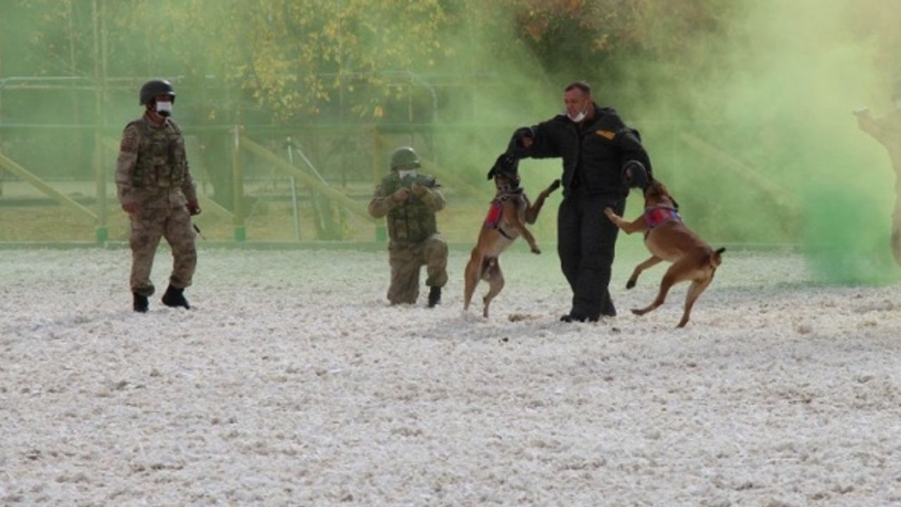 Cumhuriyet Bayramı programına eğitimli köpeklerin gösterisi damga vurdu