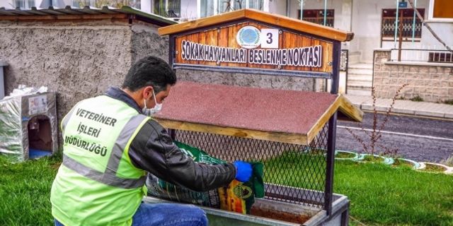 Nevşehir Belediyesi sokak hayvanlarını aç bırakmıyor