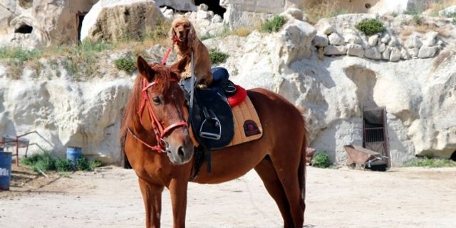 Köpeğin at üzerinde Kapadokya keyfi