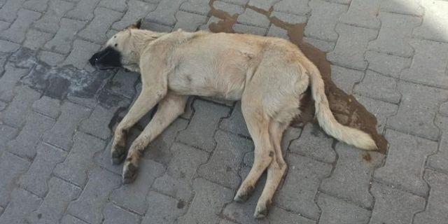 Ürgüp’te köpek katliamı