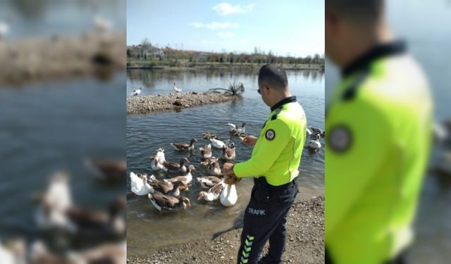Kızılırmak nehrinde aç kalan kazları polis besledi