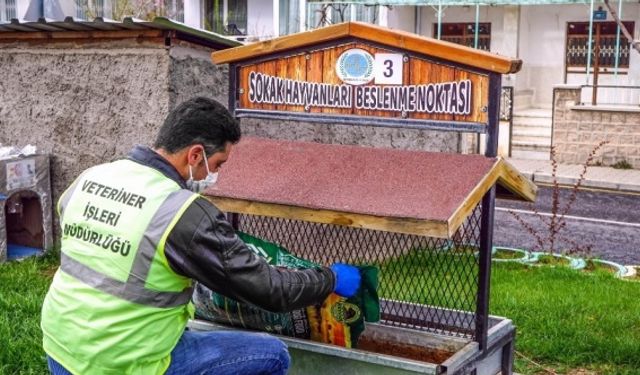 Nevşehir Belediyesi sokak hayvanlarını aç bırakmıyor